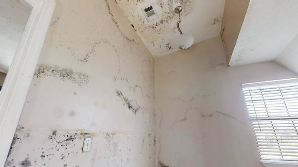 Best Mold Documentation for Insurance Claims  in Cedar Falls, IA