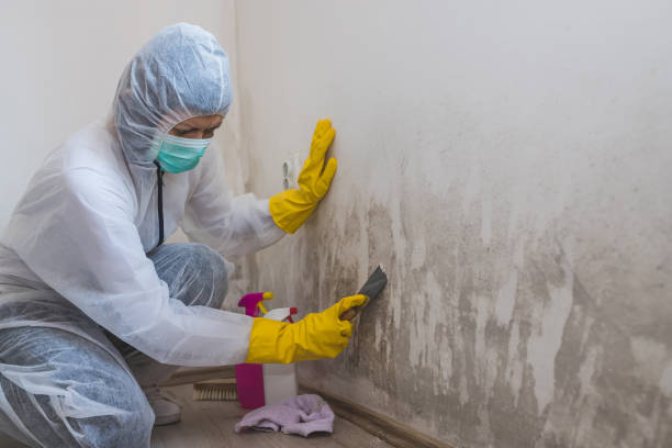Best Asbestos and Lead Testing During Mold Inspection  in Cedar Falls, IA