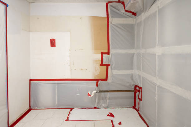 Best Basement Mold Removal  in Cedar Falls, IA