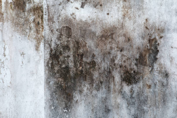 Best Post-Remediation Verification Testing  in Cedar Falls, IA