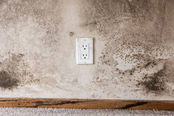 Best Residential Mold Inspection & Testing  in Cedar Falls, IA